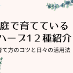 ハーブ