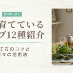 庭のハーブ