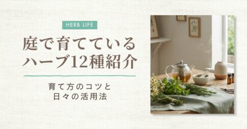 庭のハーブ