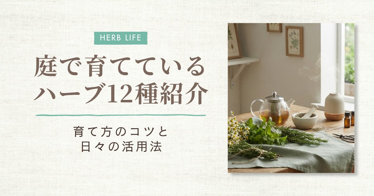 庭のハーブ