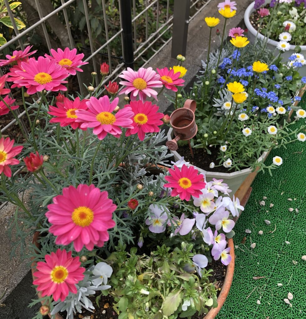 春の寄せ植え