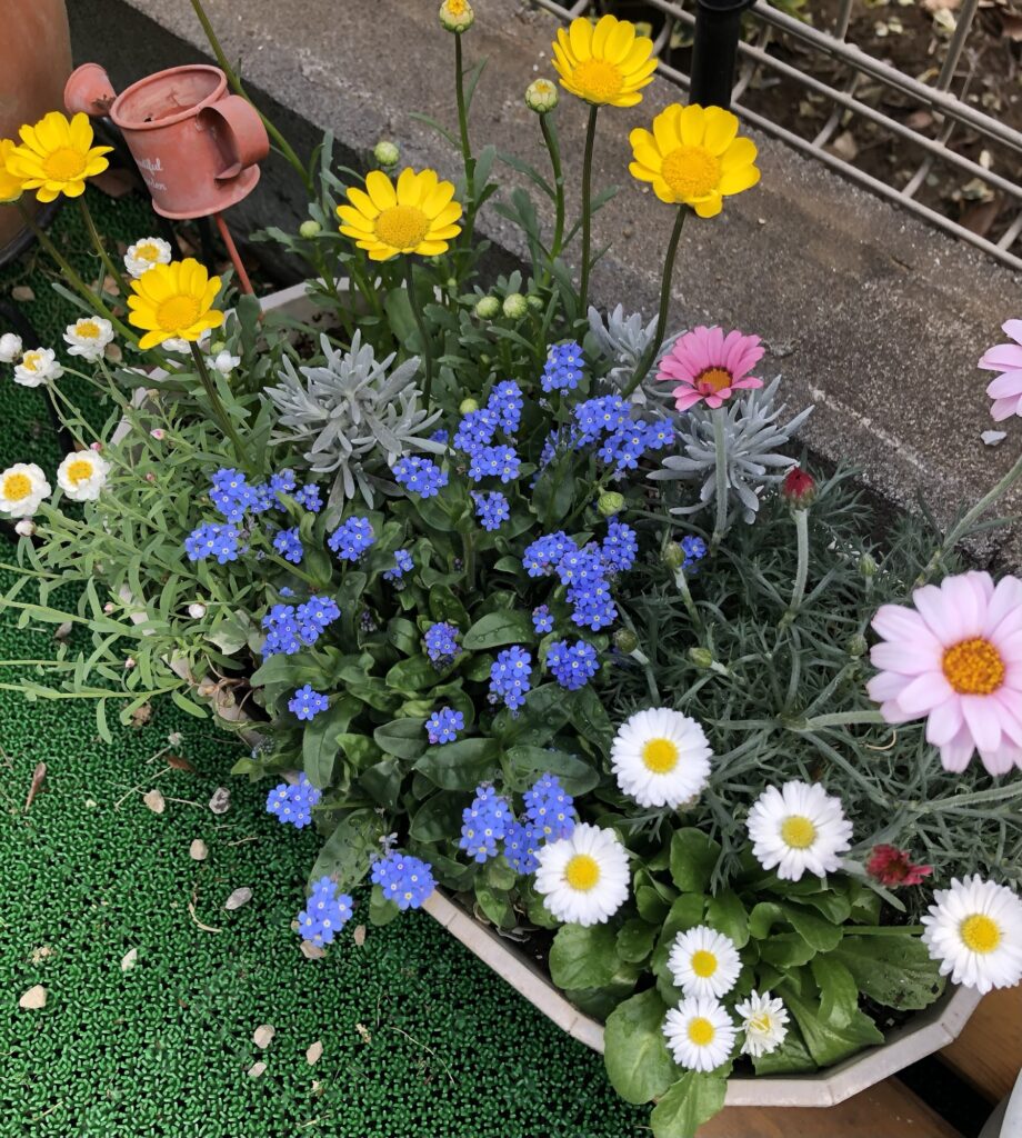 春の寄せ植え