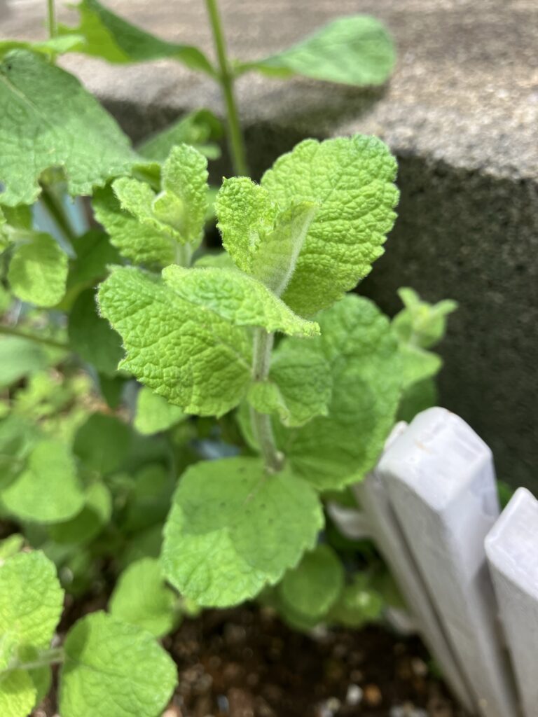 アップルミント