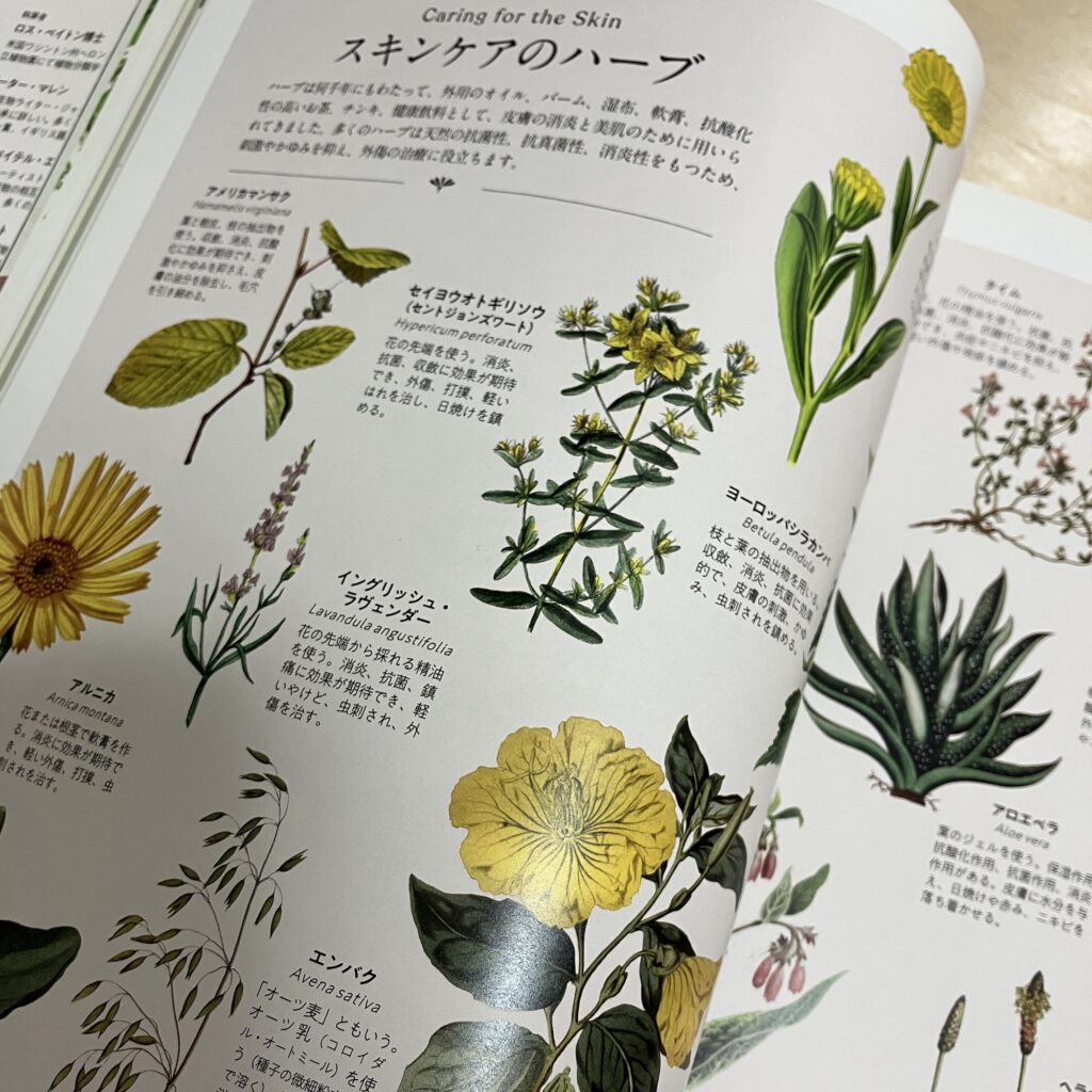 世界のハーブ