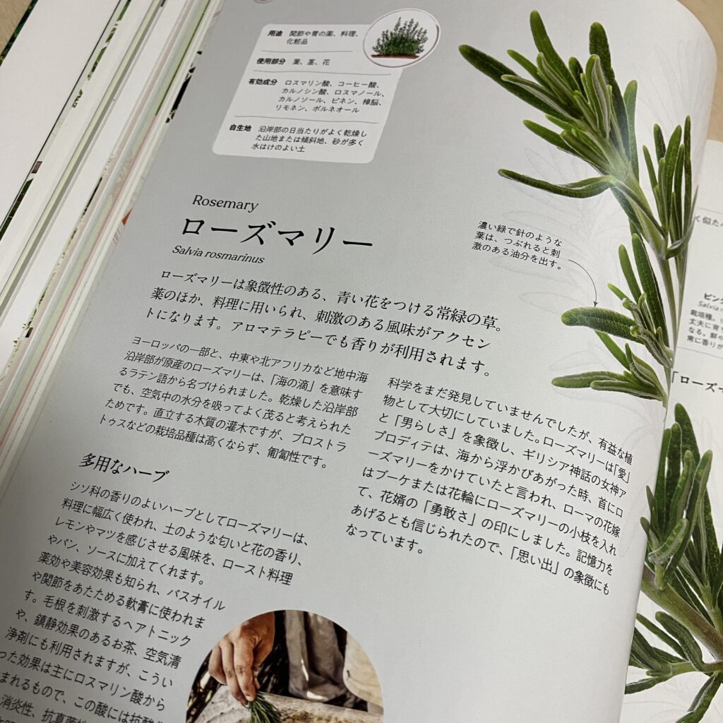 世界のハーブ