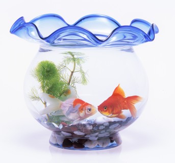 金魚