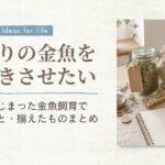 金魚飼育