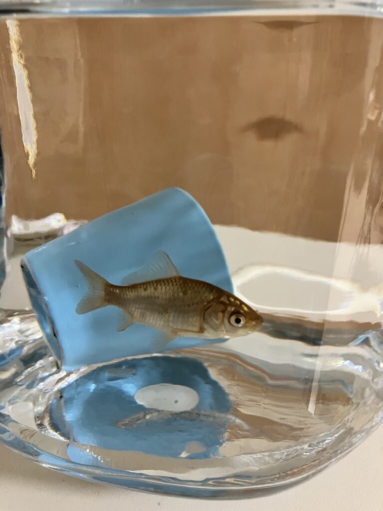 水合わせ後の金魚