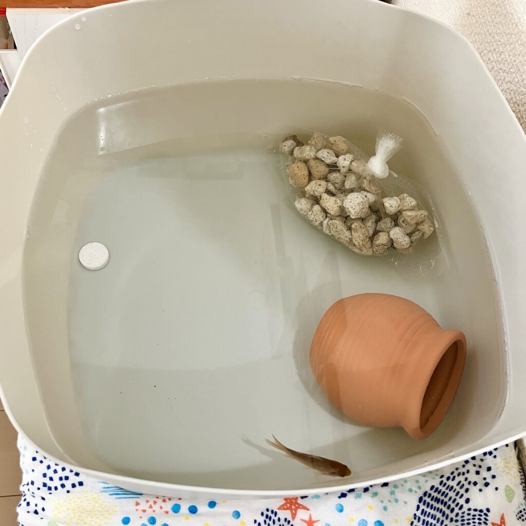 金魚仮住まい
