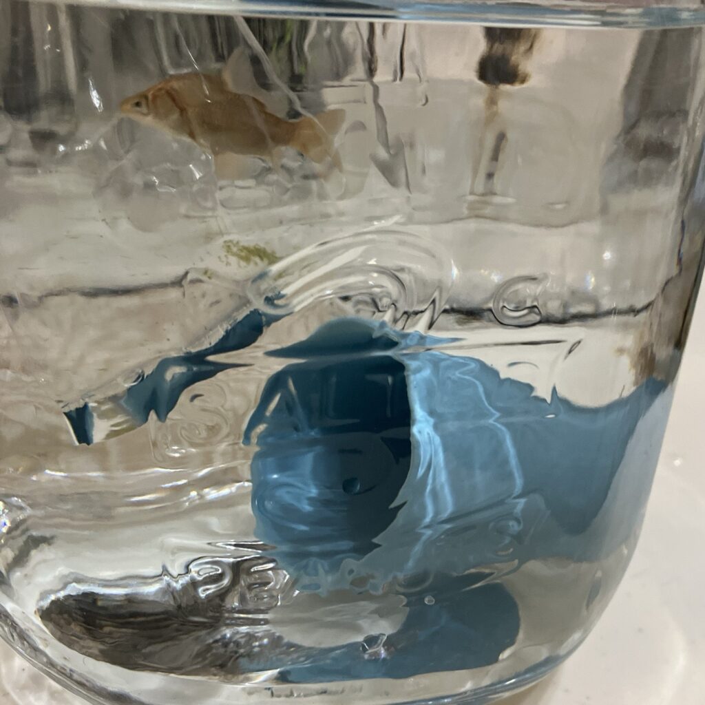 金魚水合わせ