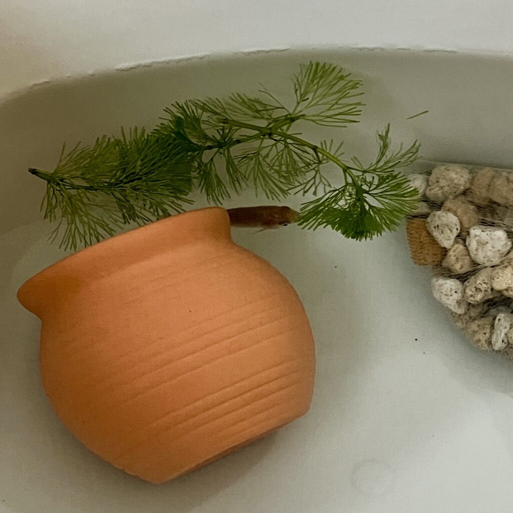マツモを浮かべた