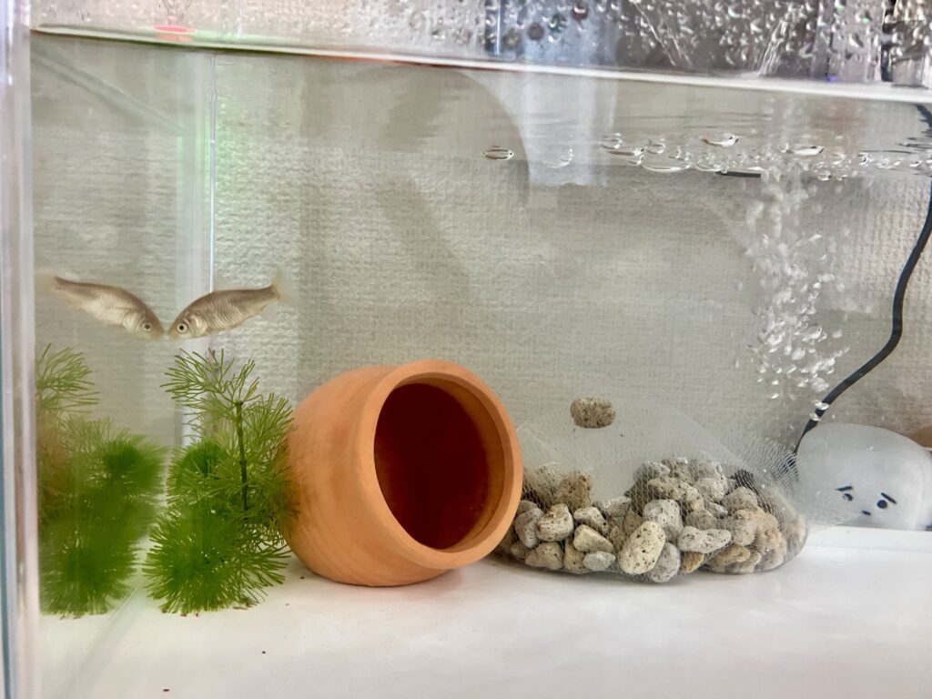 お祭りの金魚