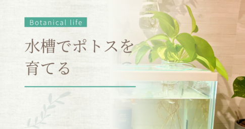 水槽でポトスを育てる