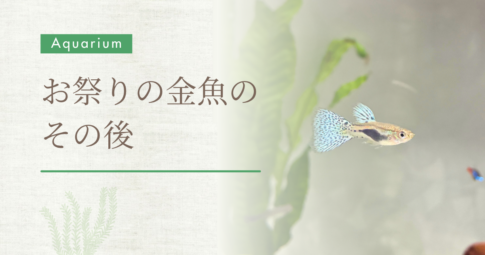 お祭りの金魚の その後