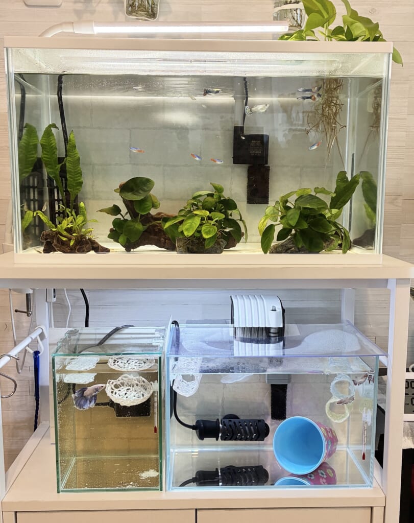 熱帯魚水槽