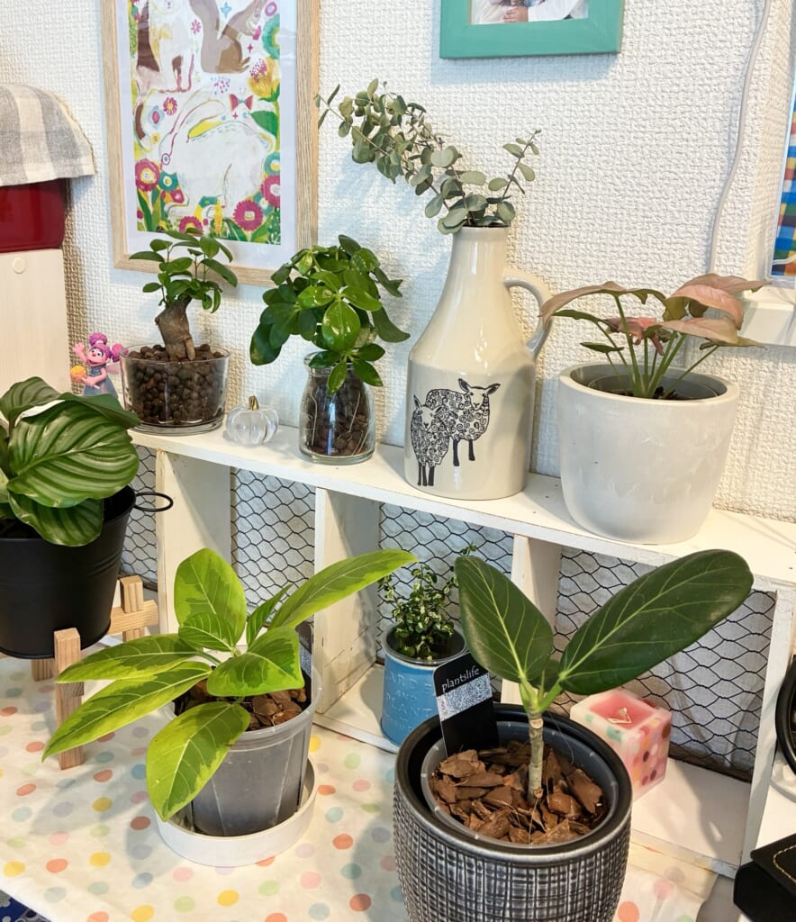 リビングの観賞植物