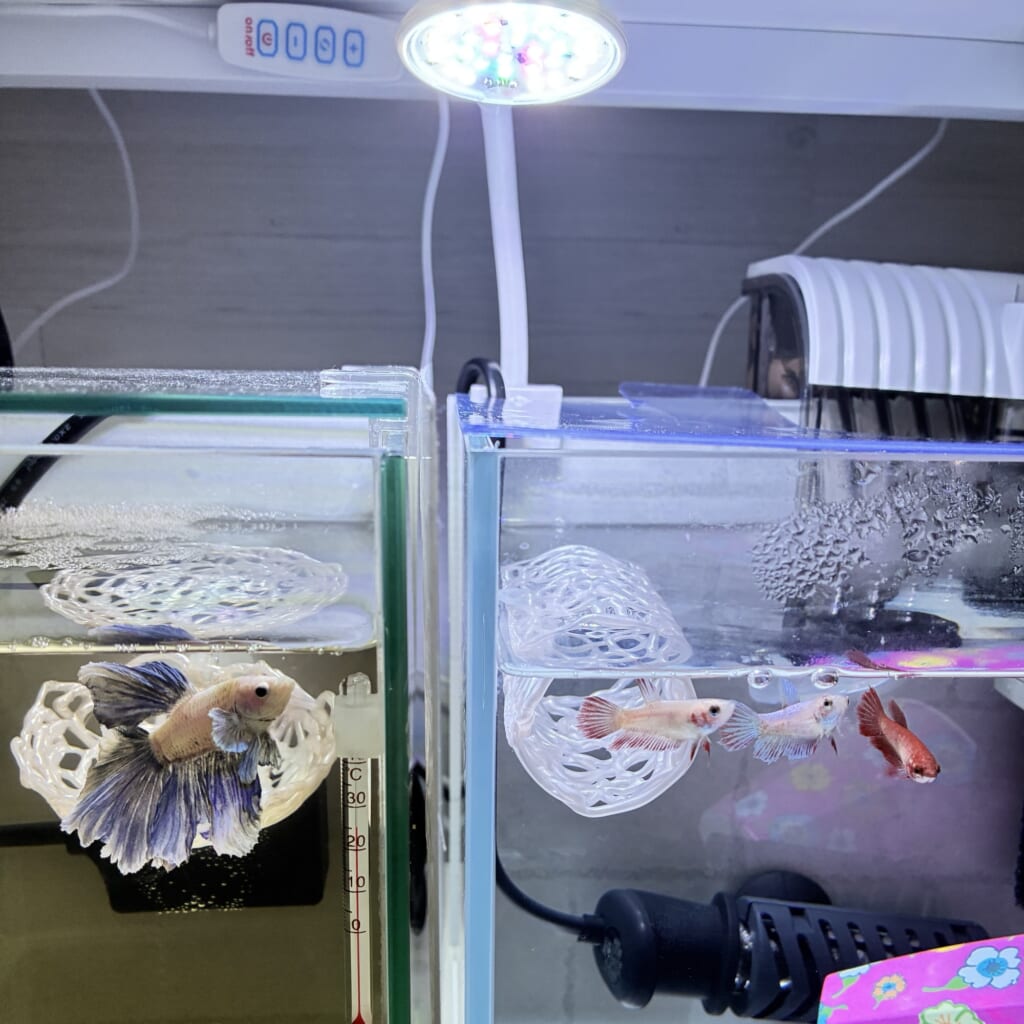 ベタ水槽用照明