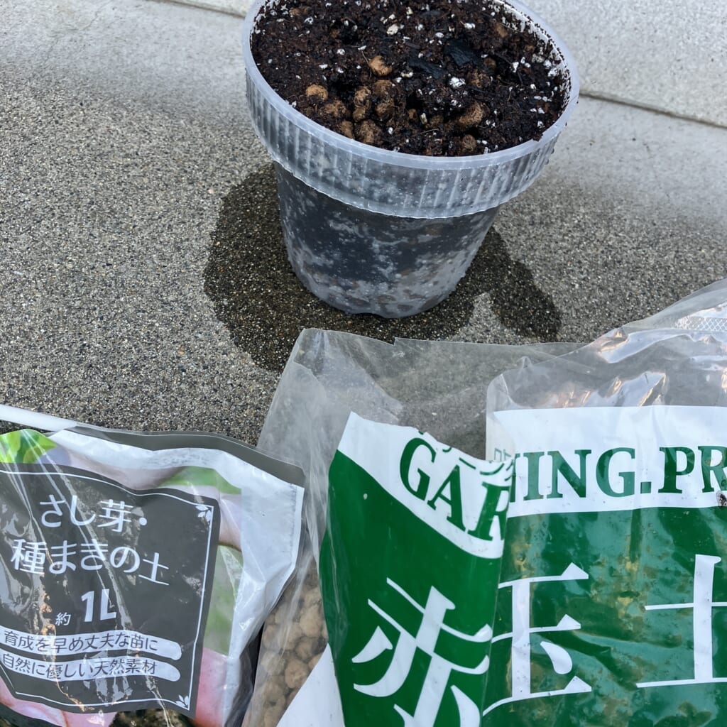 アナベル挿し木