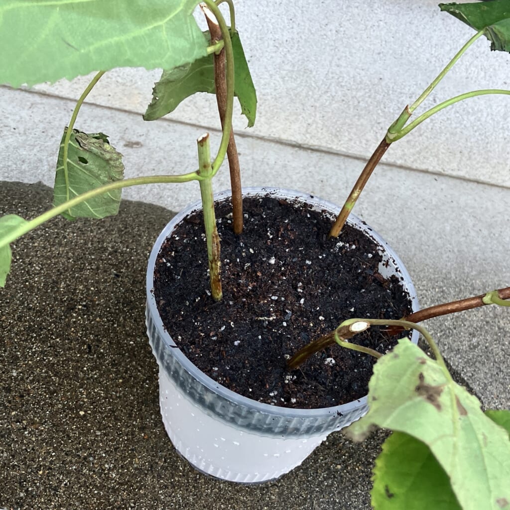 アナベル挿し木